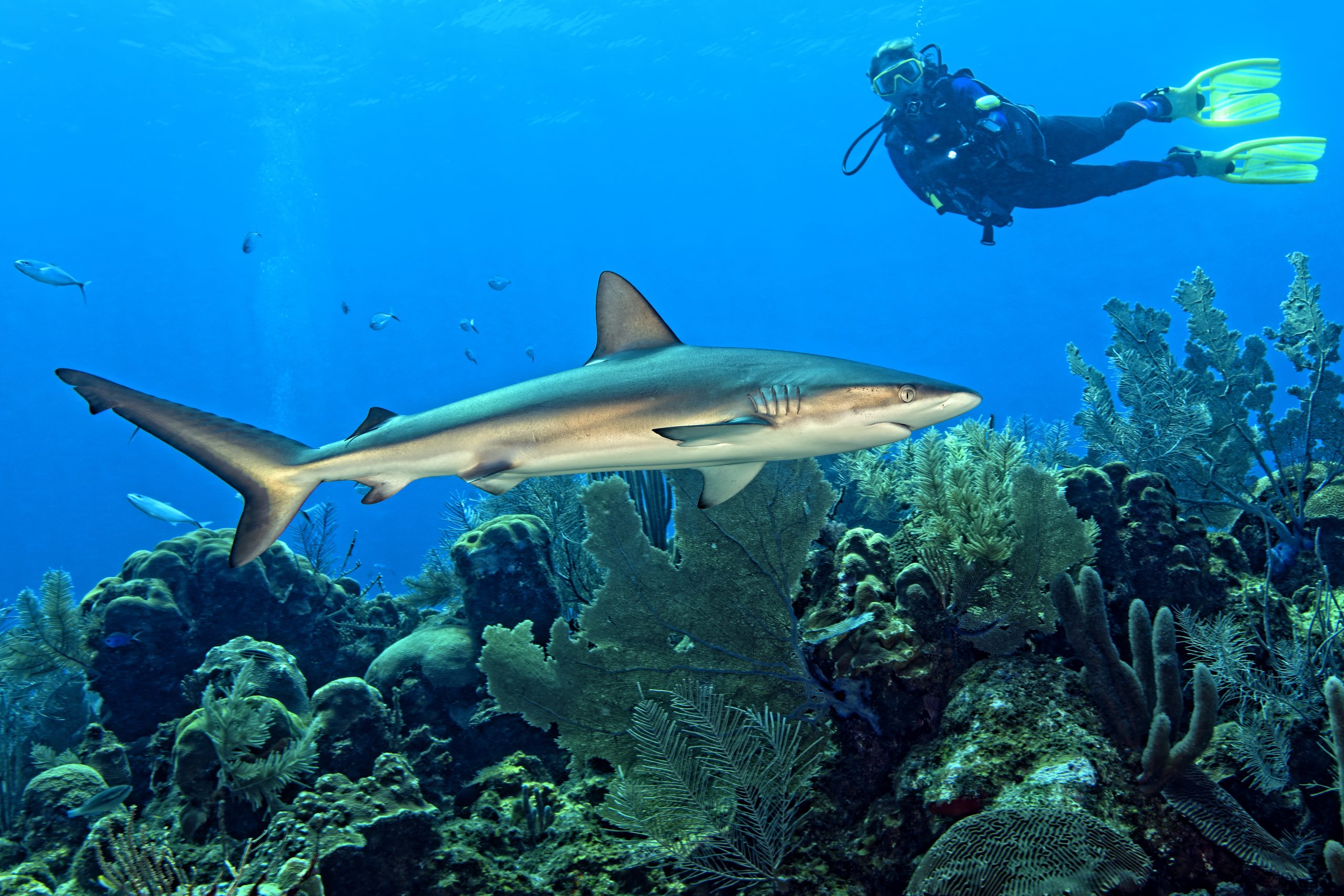 Scuba with sharks